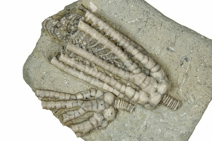 Two Fossil Crinoids (Decadocrinus) - Crawfordsville, Indiana #359211